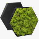 Hexagon Moosbild - Mobihex