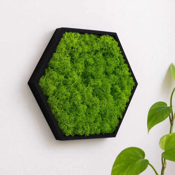 Hexagon Moosbild - Mobihex