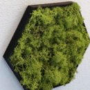Hexagon Moosbild - Mobihex