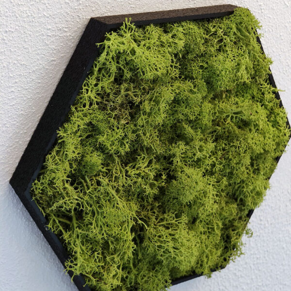 Hexagon Moosbild - Mobihex
